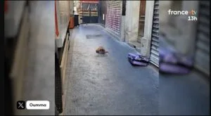 Paris : neuf têtes de cochon devant des mosquées, enquête ouverte