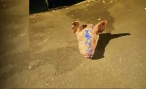 Paris : neuf têtes de cochon devant des mosquées, enquête ouverte